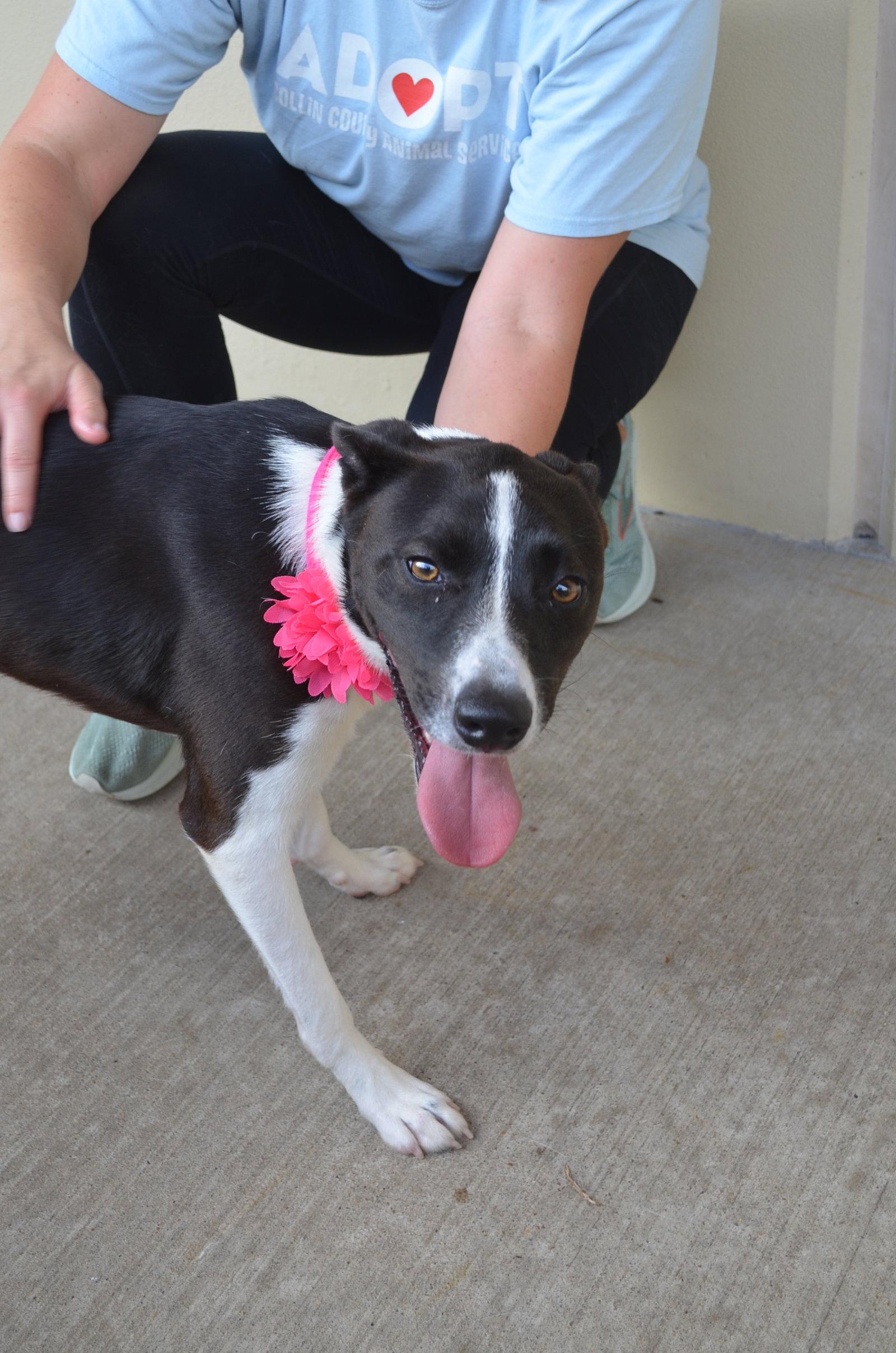 Bria, a Adopted Labrador Retriever in McKinney, TX image 3/3