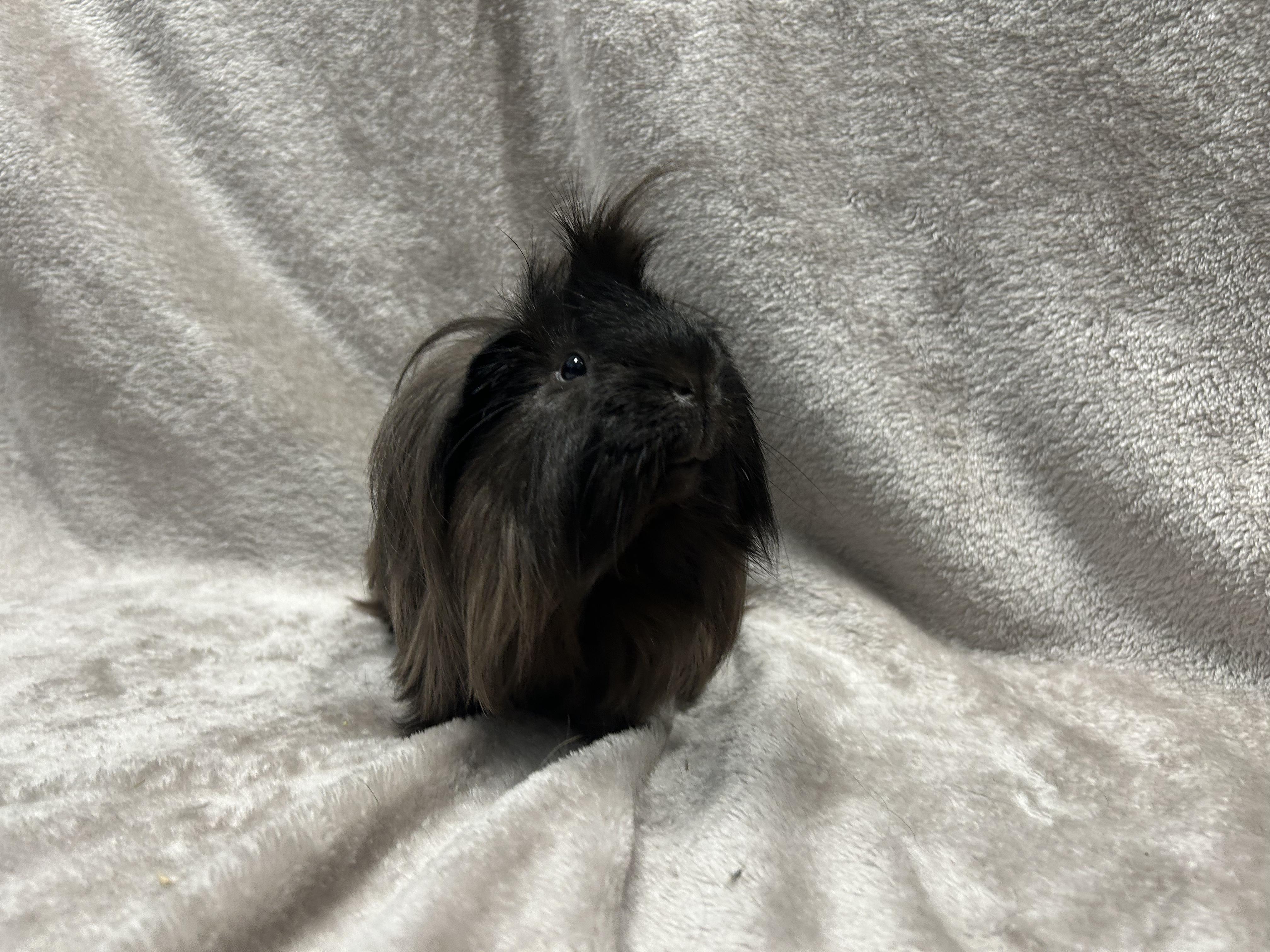 Dallas & Peabody, a Adoptable mixed breed in Edgewood, MD image 2/6