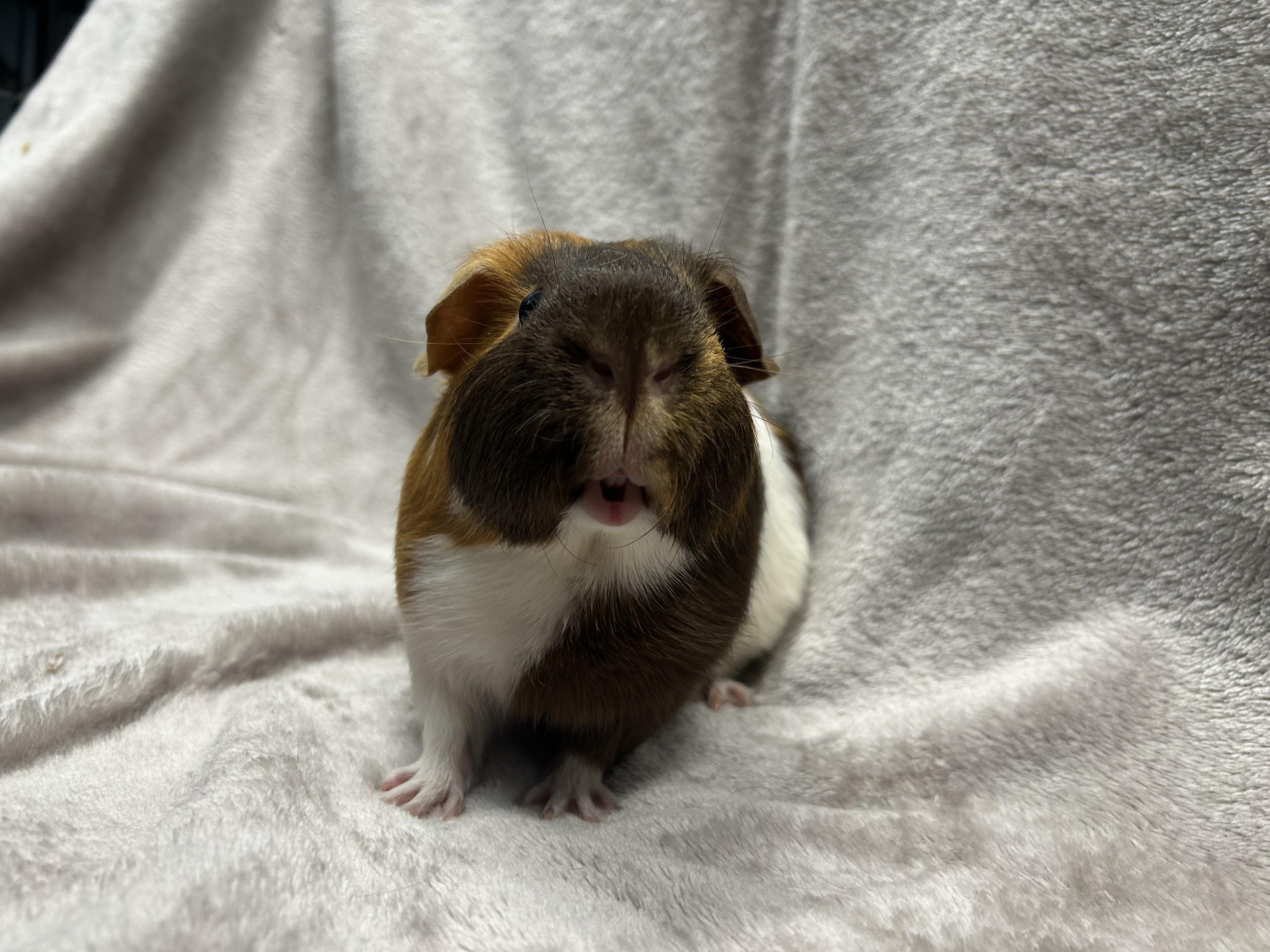 Dallas & Peabody, a Adoptable mixed breed in Edgewood, MD image 3/6