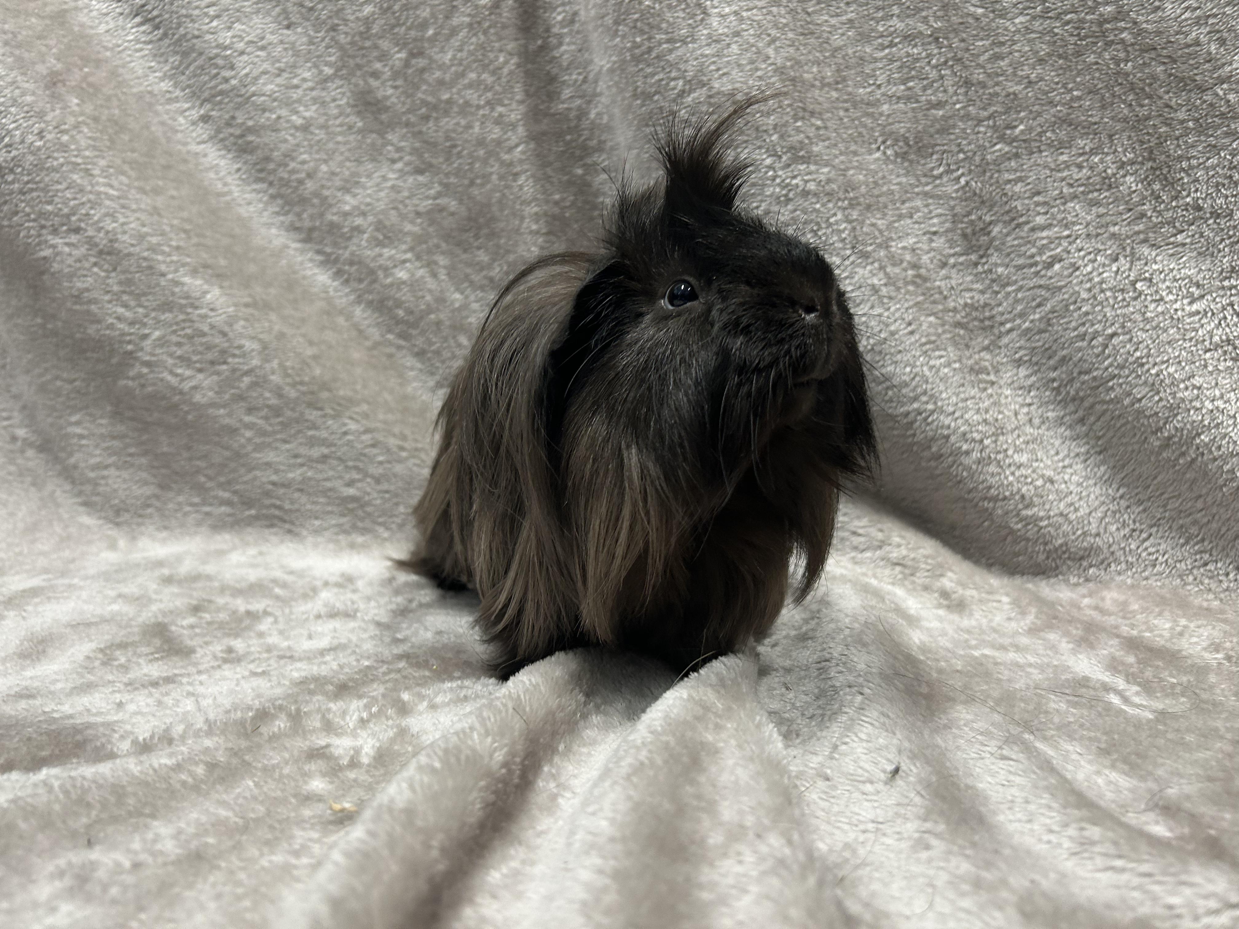 Dallas & Peabody, a Adoptable mixed breed in Edgewood, MD image 4/6