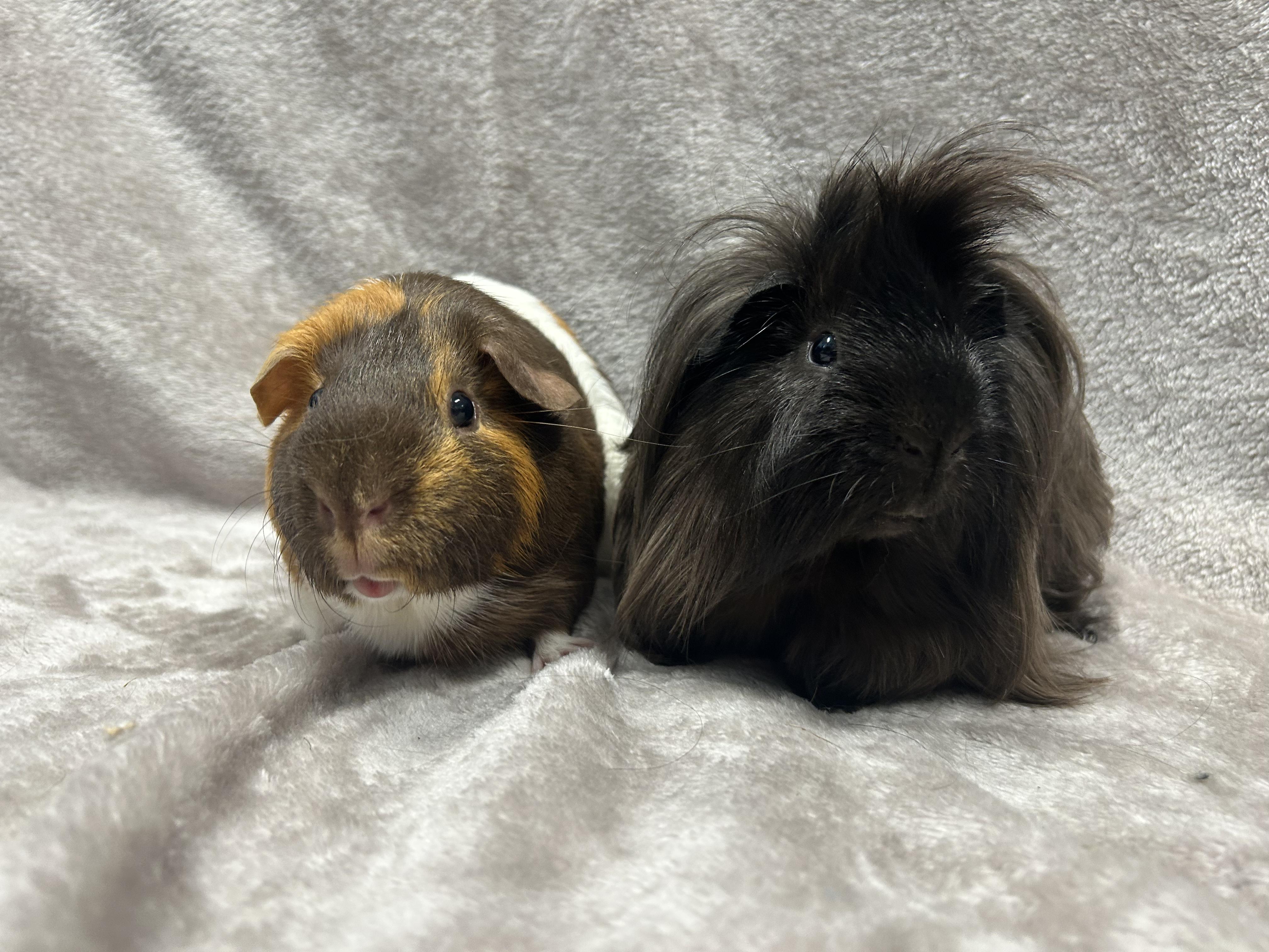 Dallas & Peabody, a Adoptable mixed breed in Edgewood, MD image 5/6