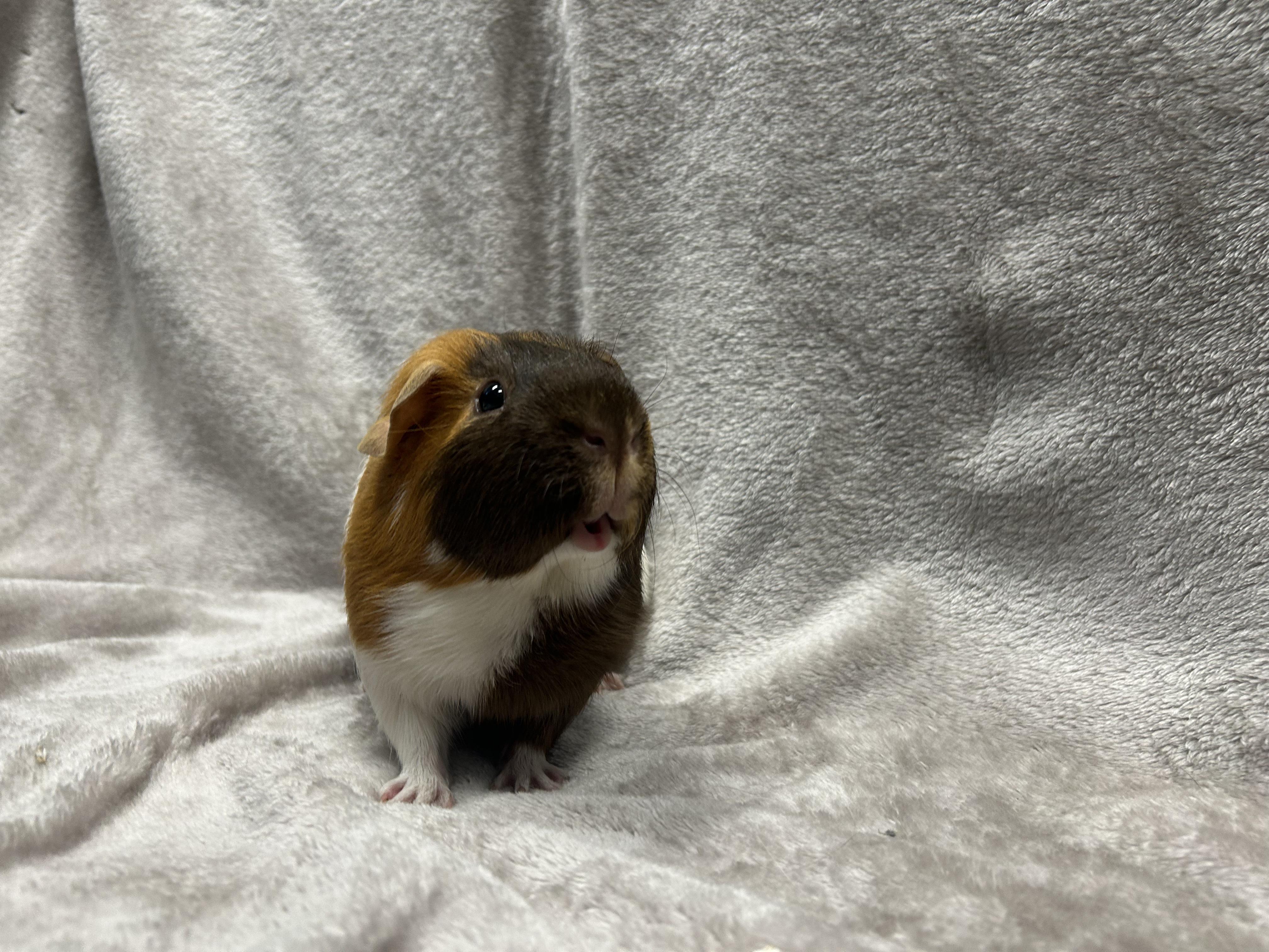 Dallas & Peabody, a Adoptable mixed breed in Edgewood, MD image 6/6