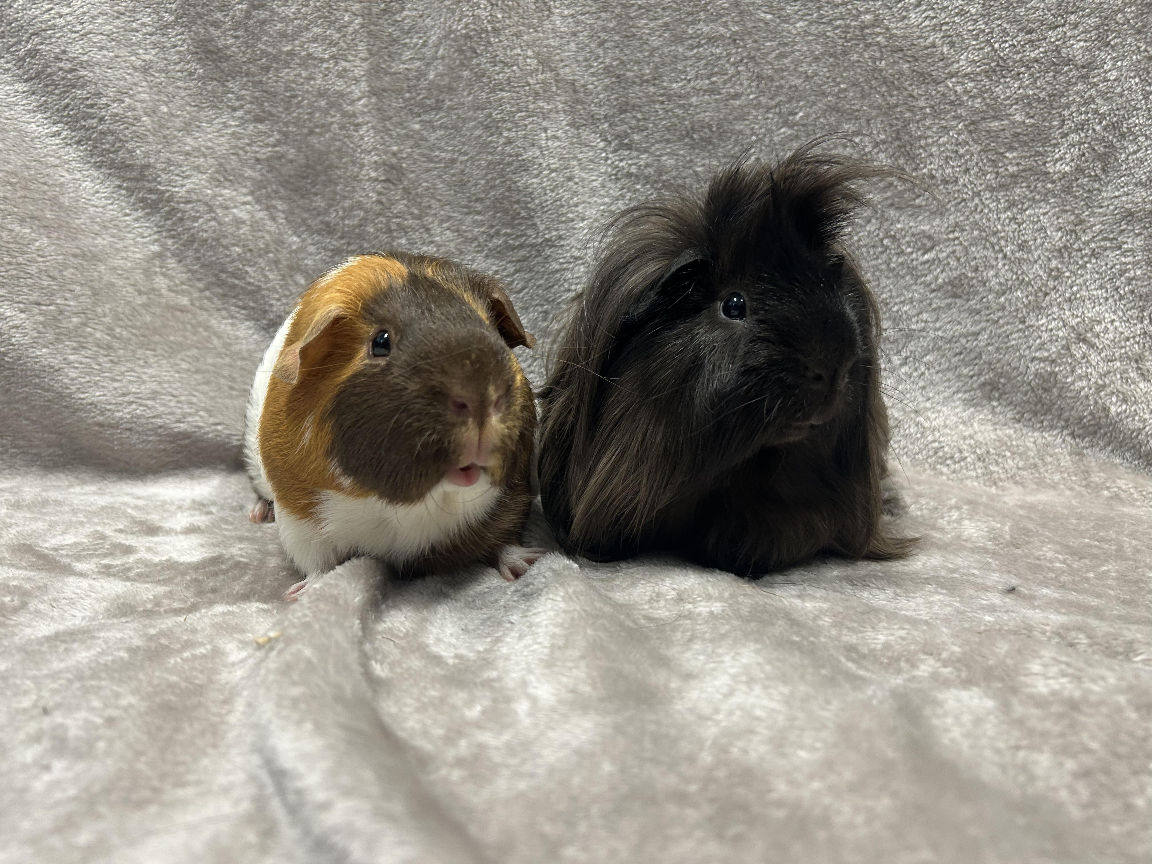 Dallas & Peabody, a Adoptable mixed breed in Edgewood, MD image 1/6