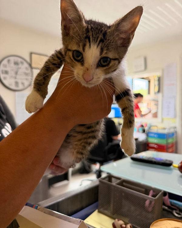 Bryer, Adoptable, Kitten Male Domestic Short Hair.