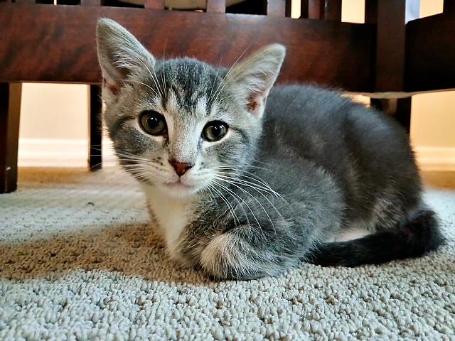 Rosa, an adoptable Domestic Short Hair in Pittsburgh, PA_image-1