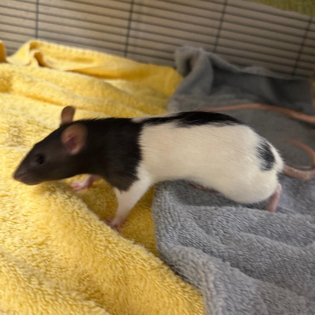 Lute, Adoptable, Baby Female Rat.
