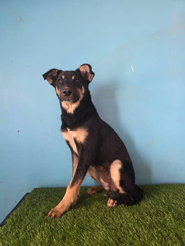 Bambina, Adoptable, Young Female Doberman Pinscher.