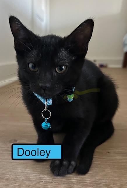 Enlarge Dooley, a Adopted Domestic Short Hair in Zimmerman, MN image 1/1