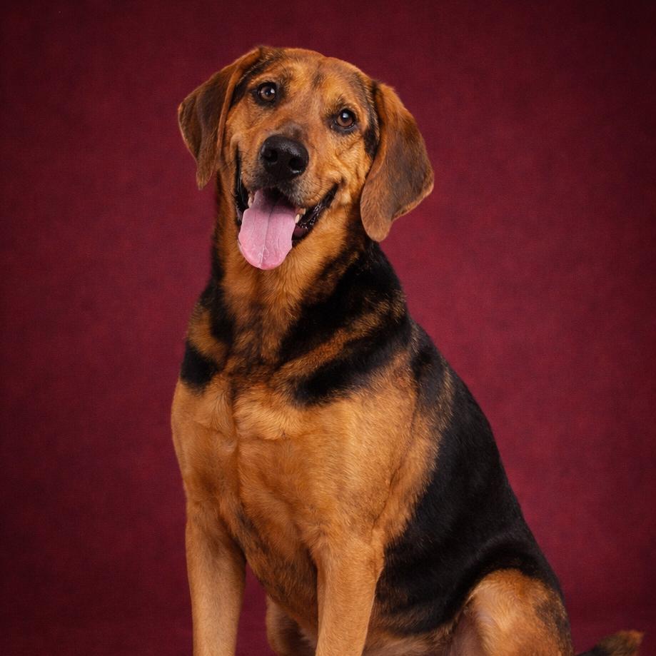 Enlarge Bruce, a Adoptable mixed breed in Morganton, NC image 1/4