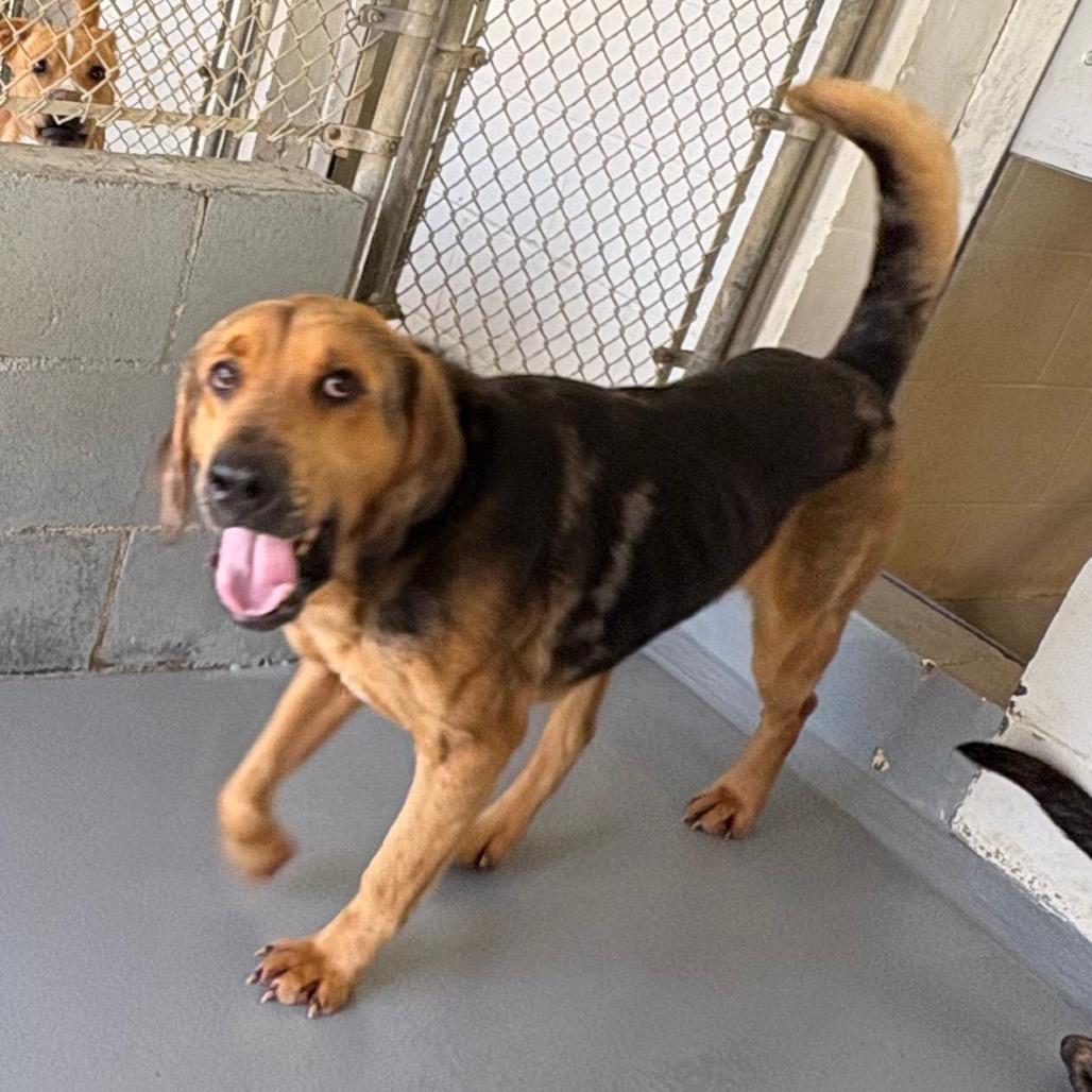 Enlarge Bruce, a Adoptable mixed breed in Morganton, NC image 3/4