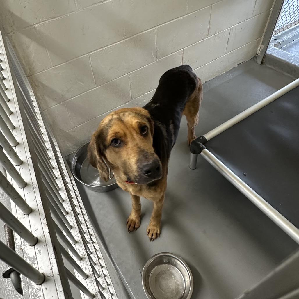 Enlarge Bruce, a Adoptable mixed breed in Morganton, NC image 4/4