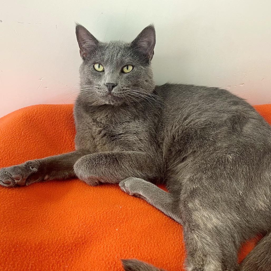 Piccadilly, Adoptable, Adult Male Russian Blue.