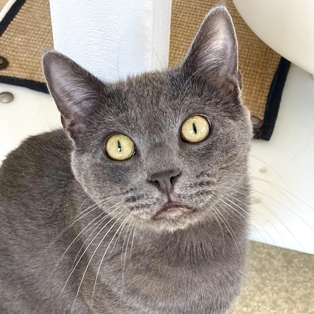 Piccadilly, Adoptable, Adult Male Russian Blue.