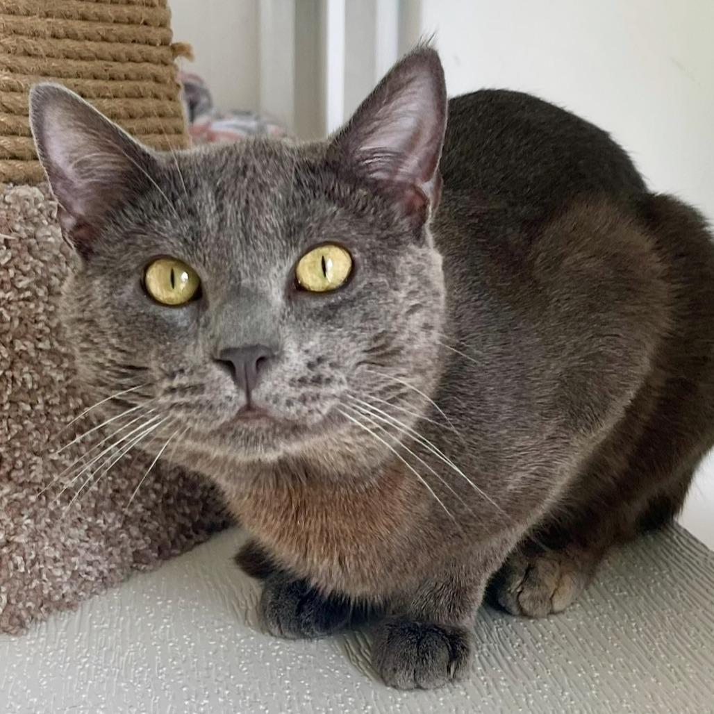 Enlarge Piccadilly, a Adoptable Russian Blue in Deerfield, IL image 1/6
