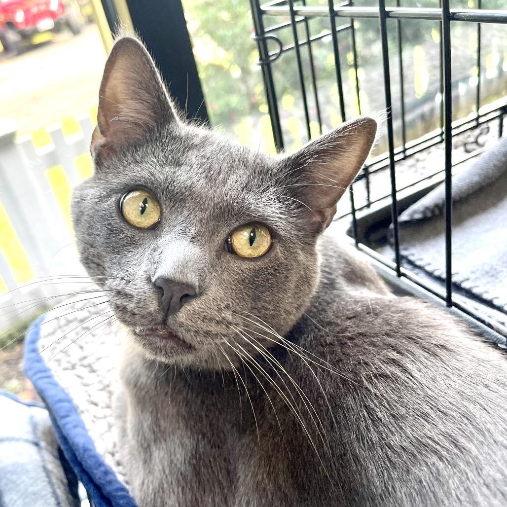 Enlarge Piccadilly, a Adoptable Russian Blue in Deerfield, IL image 3/6