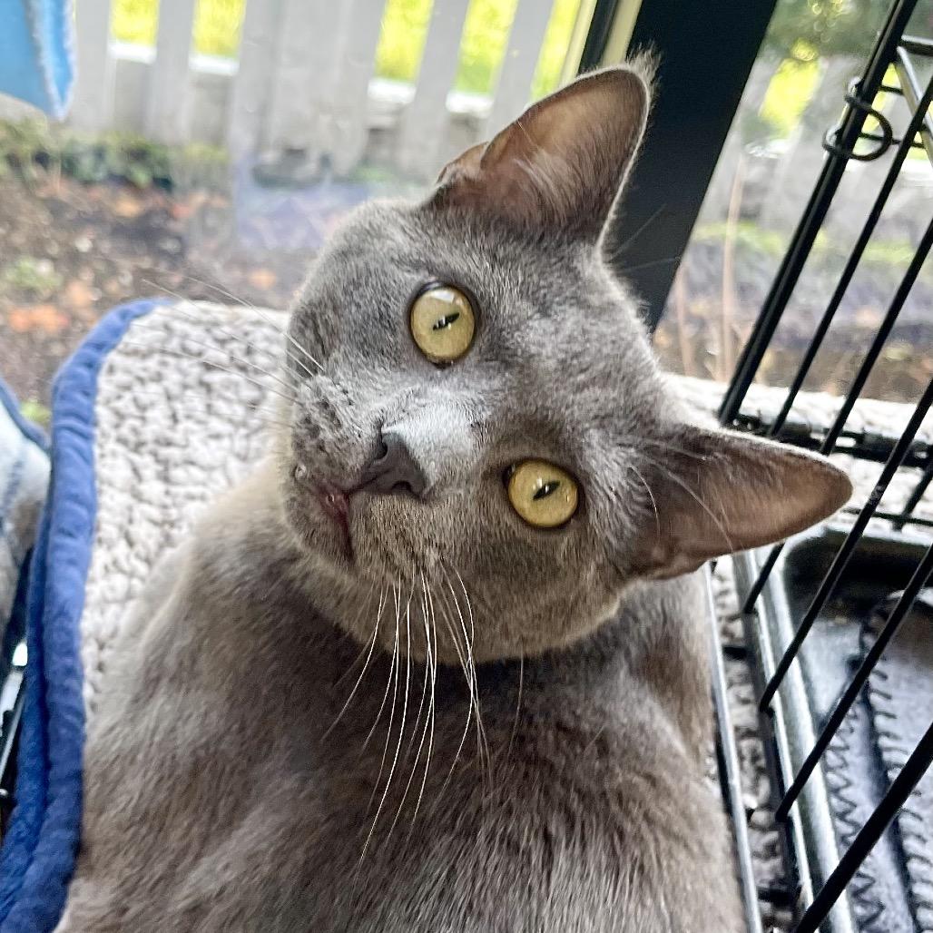 Enlarge Piccadilly, a Adoptable Russian Blue in Deerfield, IL image 2/6