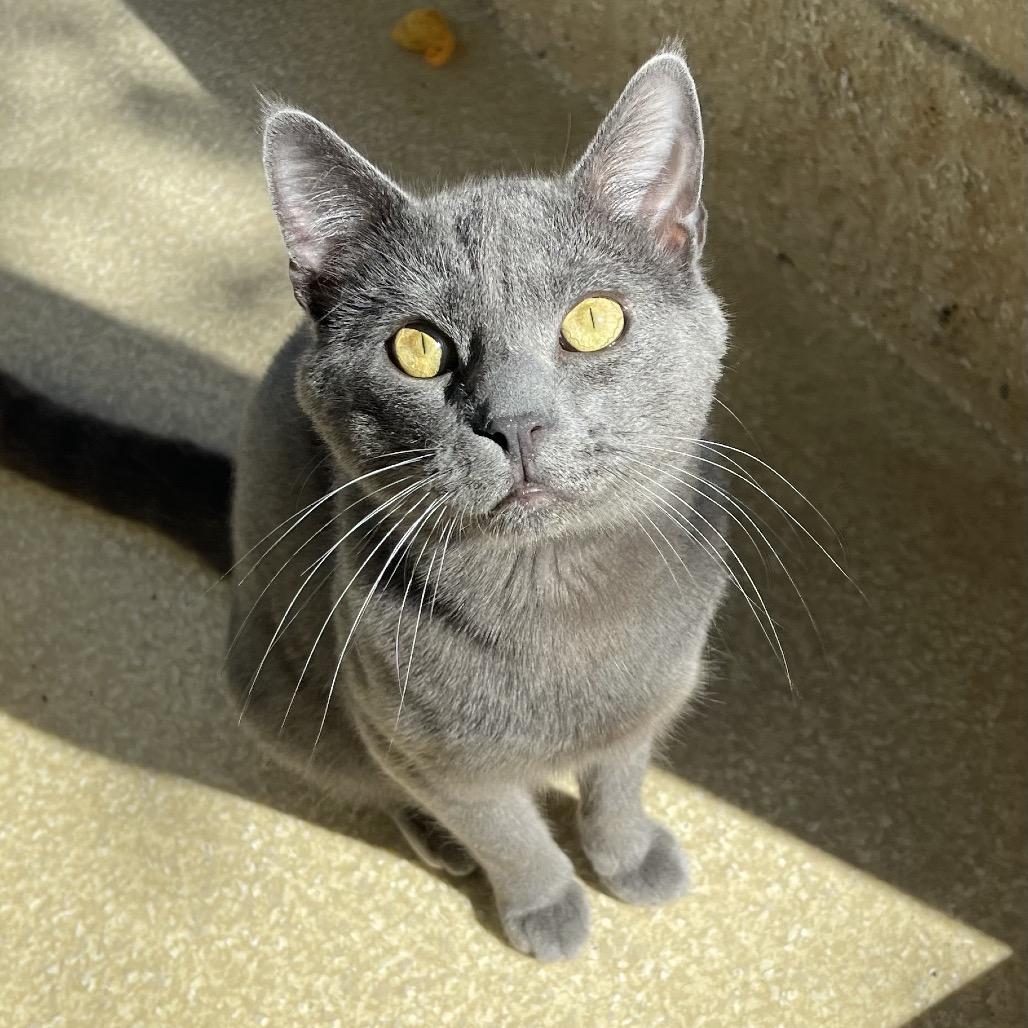 Enlarge Piccadilly, a Adoptable Russian Blue in Deerfield, IL image 3/6