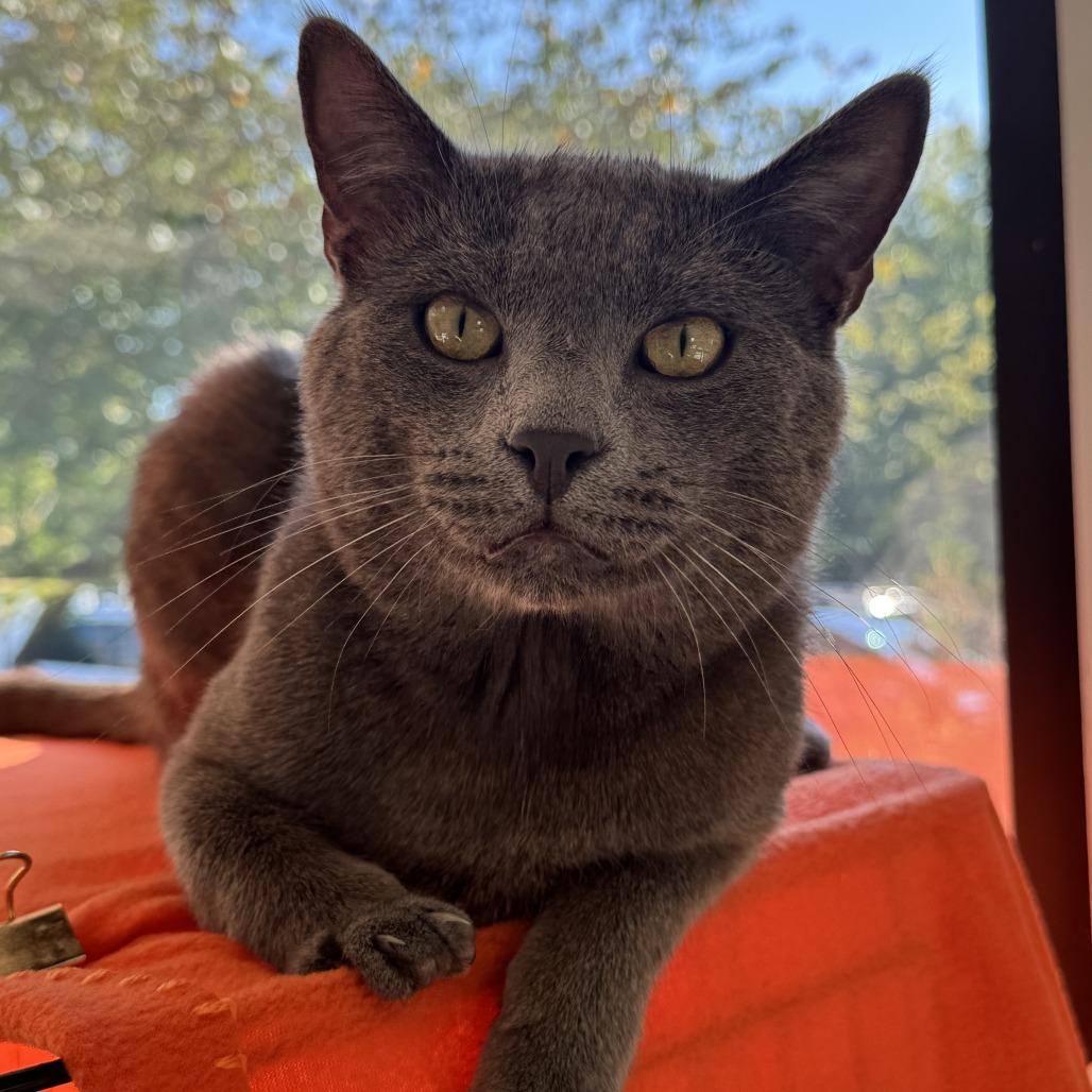 Enlarge Piccadilly, a Adoptable Russian Blue in Deerfield, IL image 4/6