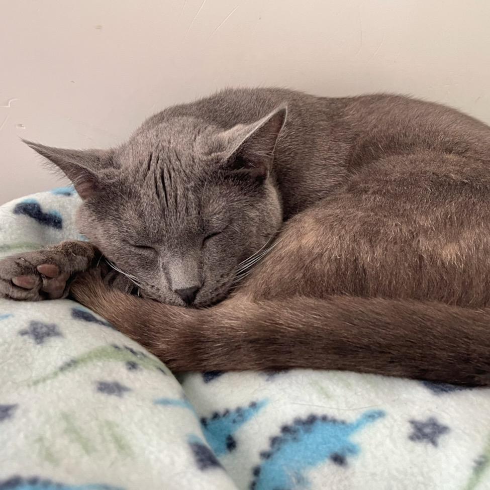 Enlarge Piccadilly, a Adoptable Russian Blue in Deerfield, IL image 5/6