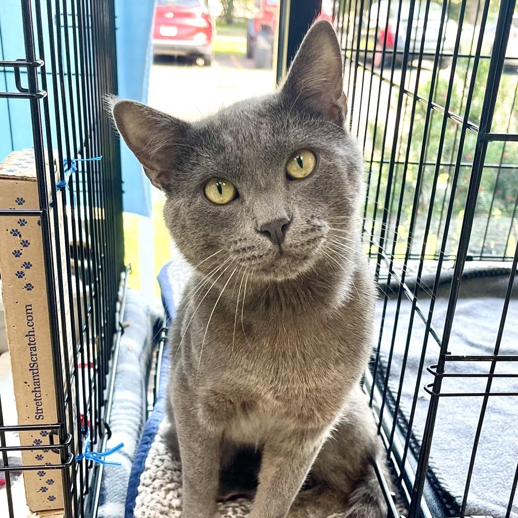 Enlarge Piccadilly, a Adoptable Russian Blue in Deerfield, IL image 6/6