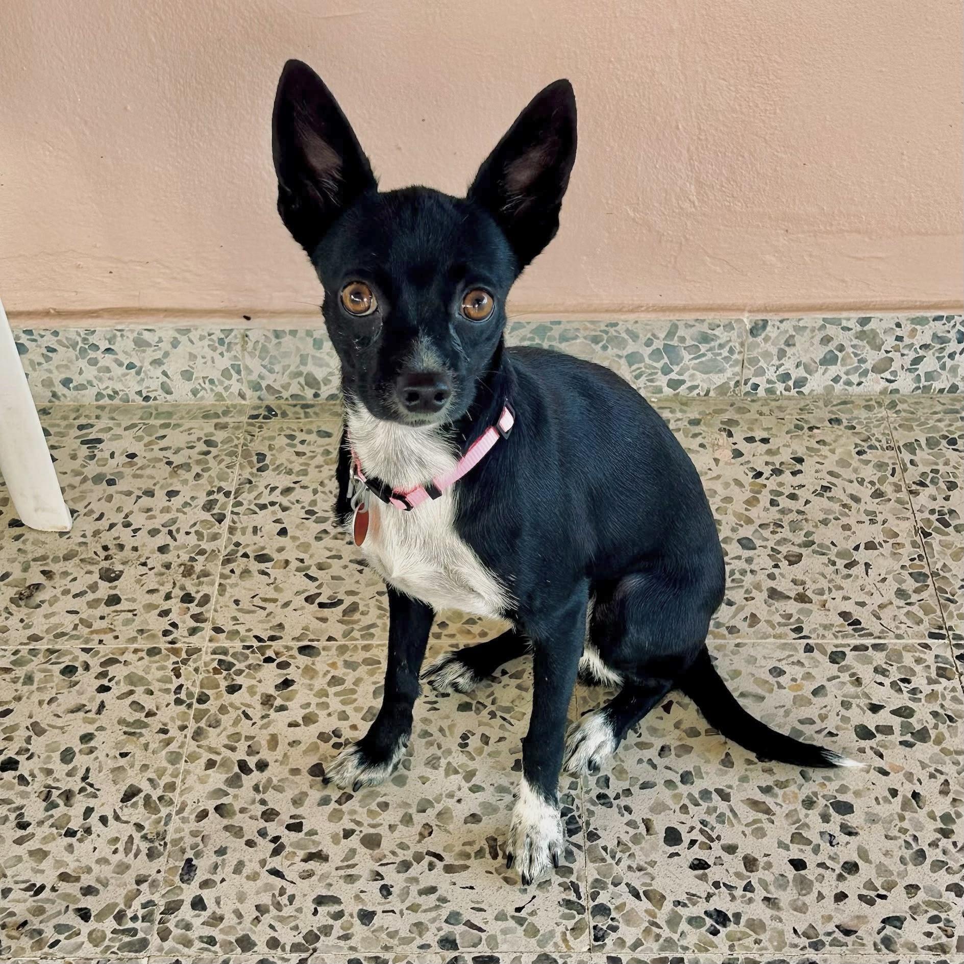 Enlarge NYX - gentle and sweet, a Adopted mixed breed in Boston, MA image 1/6