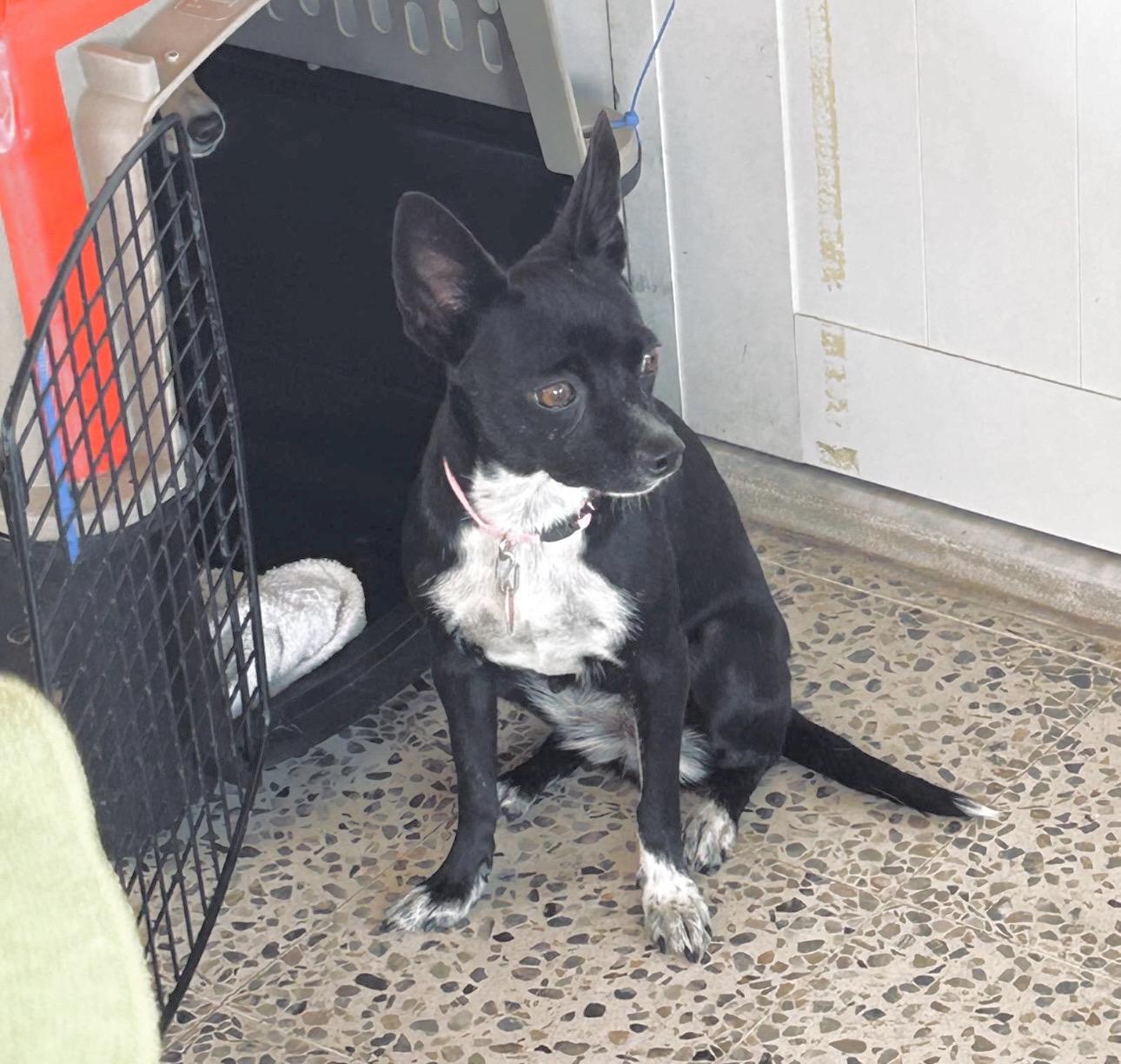 Enlarge NYX - gentle and sweet, a Adopted mixed breed in Boston, MA image 3/6