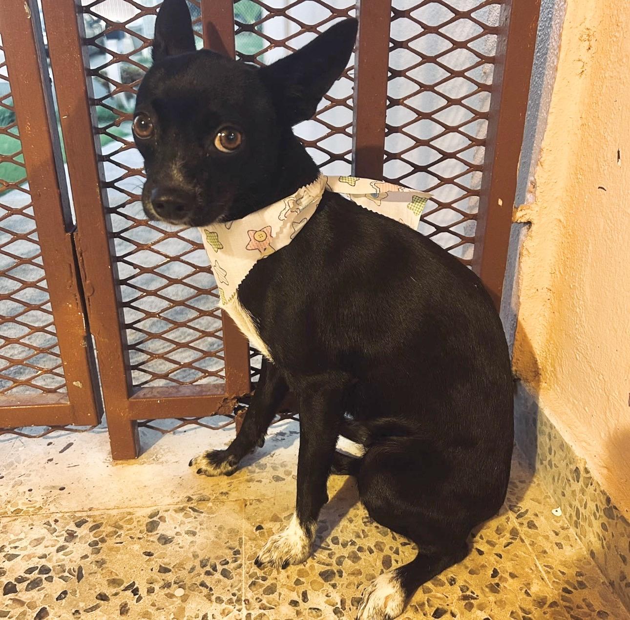 Enlarge NYX - gentle and sweet, a Adopted mixed breed in Boston, MA image 4/6