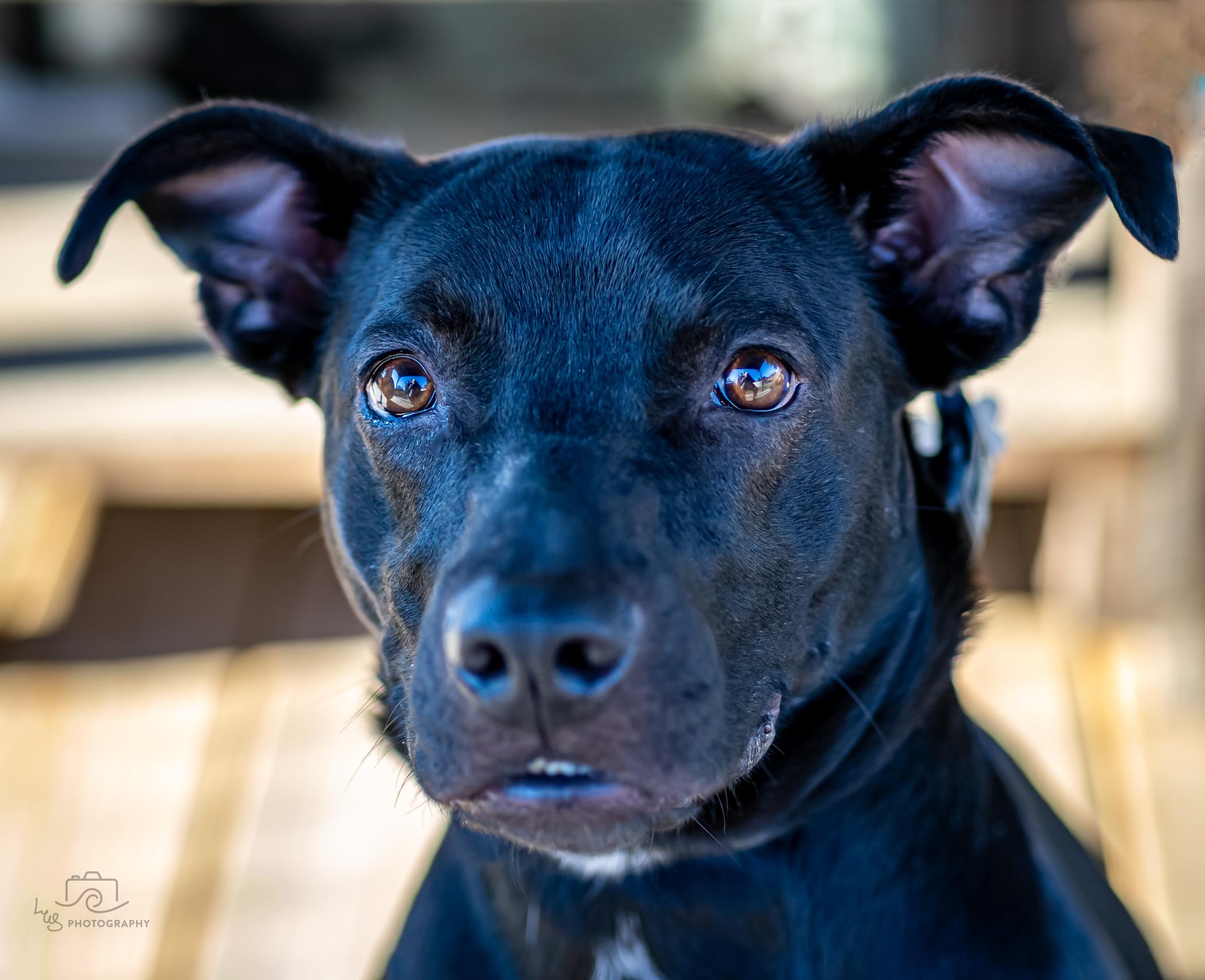Sadie Sue, a Adoptable mixed breed in Sherman, CT image 2/3