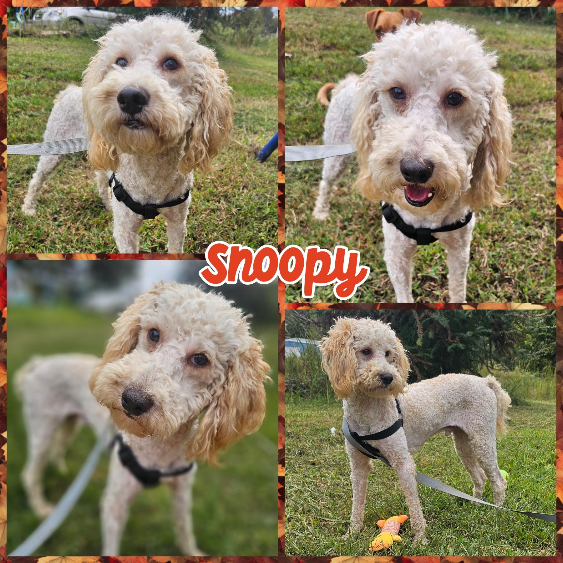 Snoopy , Adoptable, Young Male Miniature Poodle & Standard Poodle.