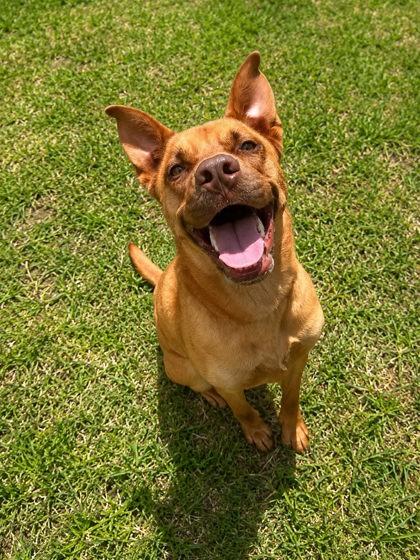 Nutmeg, Adoptable, Young Female Terrier & Mixed Breed.