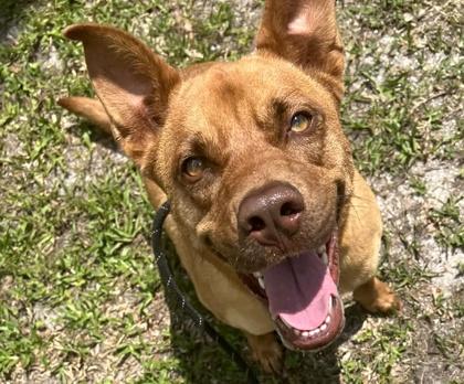 Nutmeg, a Adoptable mixed breed in Palm Coast, FL image 2/3