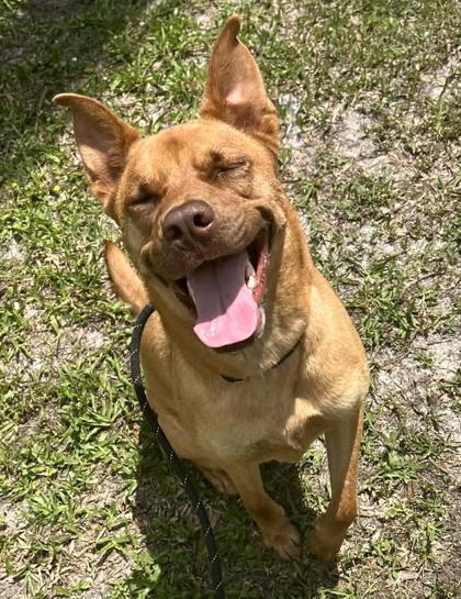 Nutmeg, a Adoptable mixed breed in Palm Coast, FL image 3/3