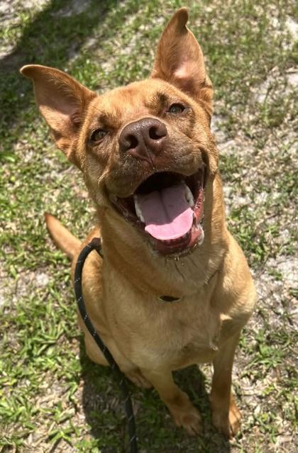 Nutmeg, a Adoptable mixed breed in Palm Coast, FL image 2/3