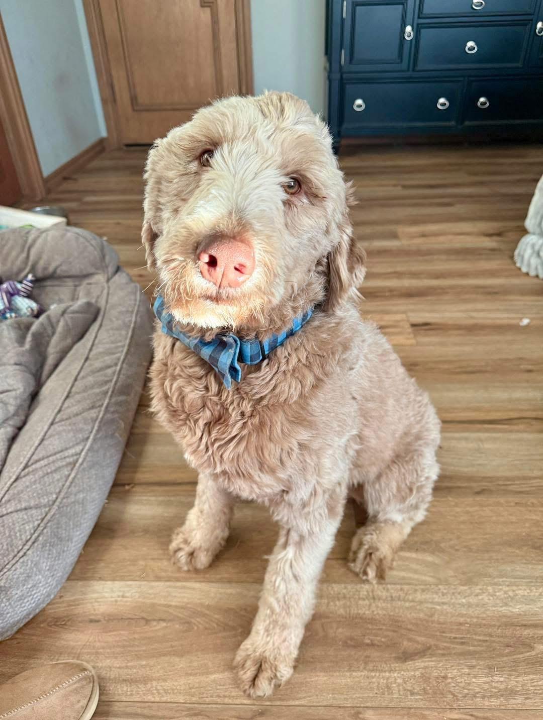 Howard, an adopted Labradoodle in Edmond, OK image 4/4