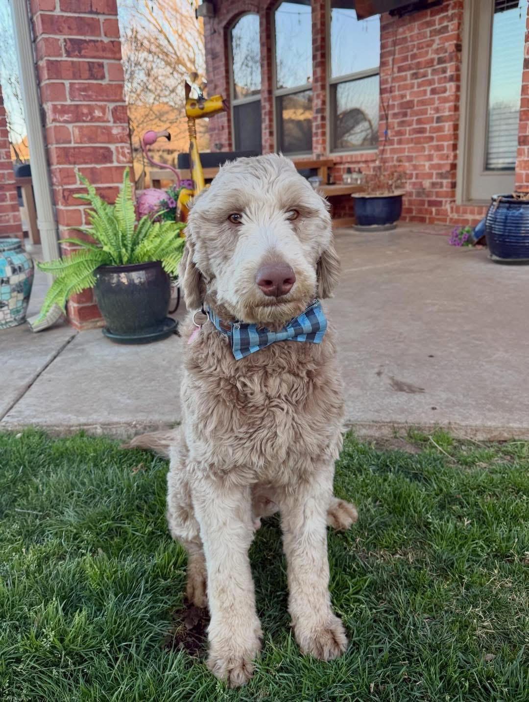 Howard, an adopted Labradoodle in Edmond, OK image 3/4
