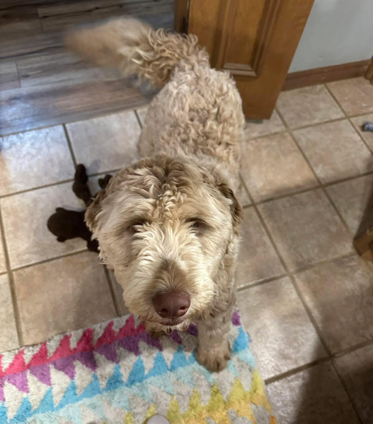 Howard, an adopted Labradoodle in Edmond, OK image 2/4