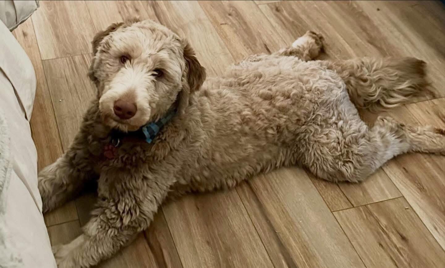 Howard, adopted, Young Male Labradoodle.