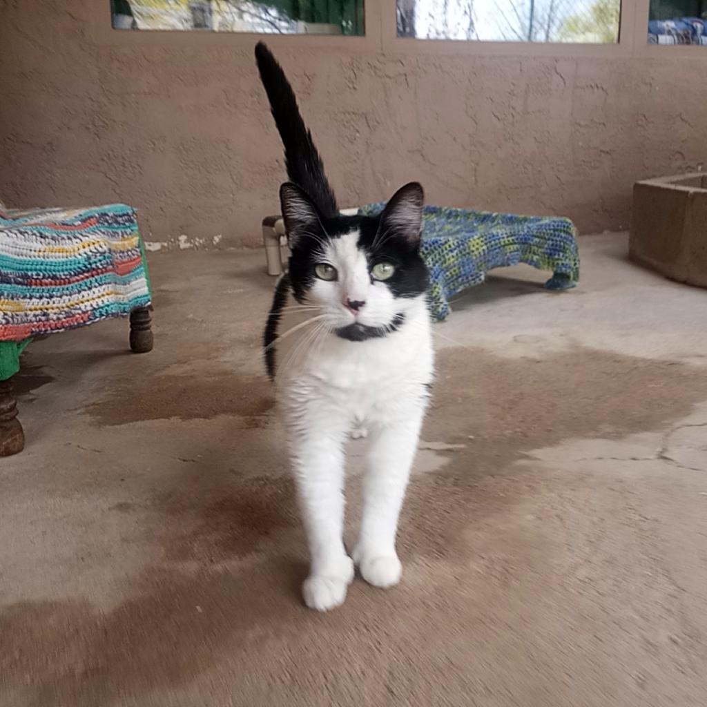 Stella, a Adoptable Domestic Short Hair in Tucson, AZ image 2/4