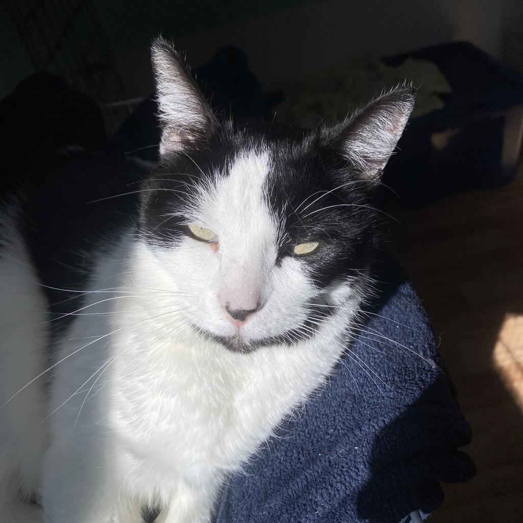 Stella, a Adoptable Domestic Short Hair in Tucson, AZ image 3/4