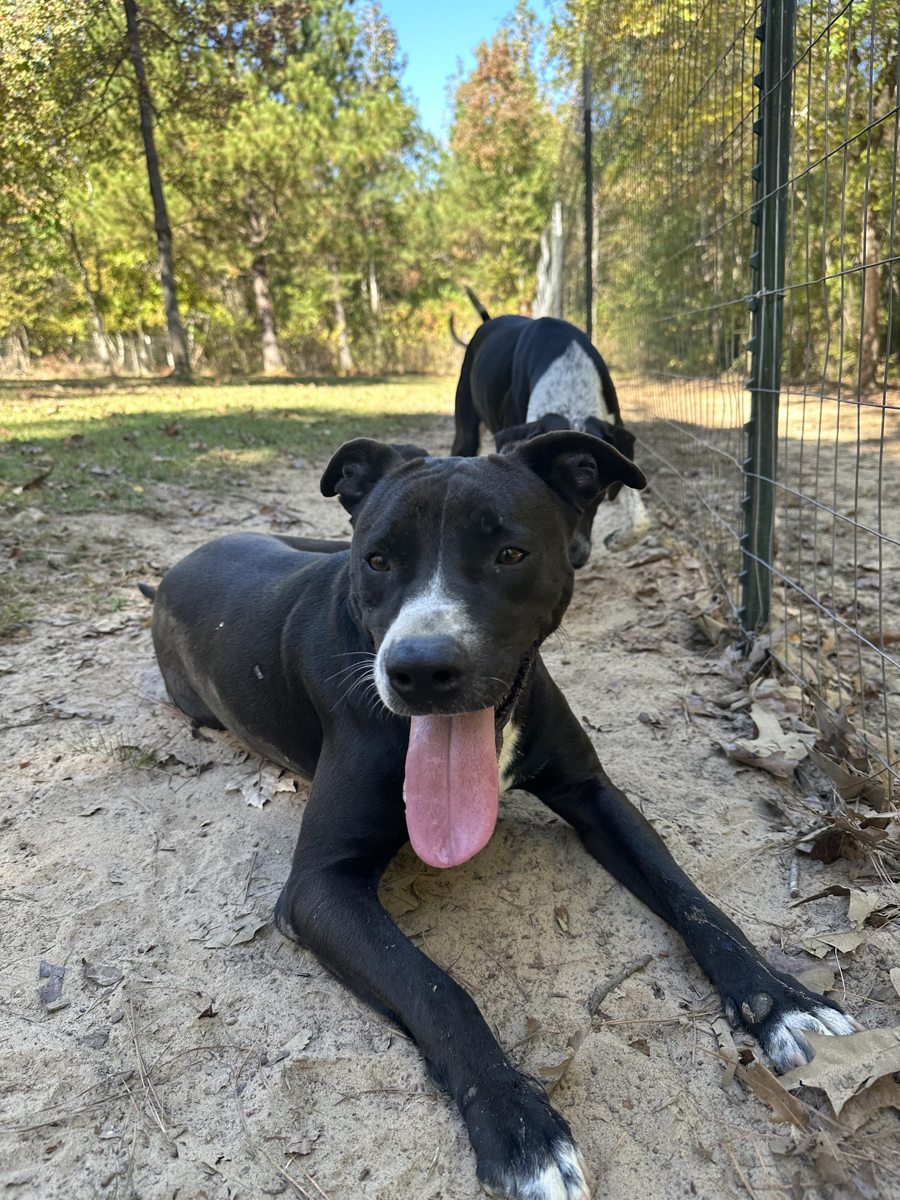 Enlarge Willard (Willie), a Adoptable mixed breed in Ruston, LA image 1/3