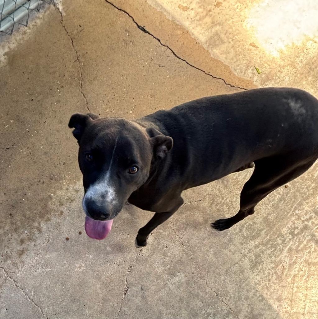 Enlarge Willard (Willie), a Adoptable mixed breed in Ruston, LA image 3/3