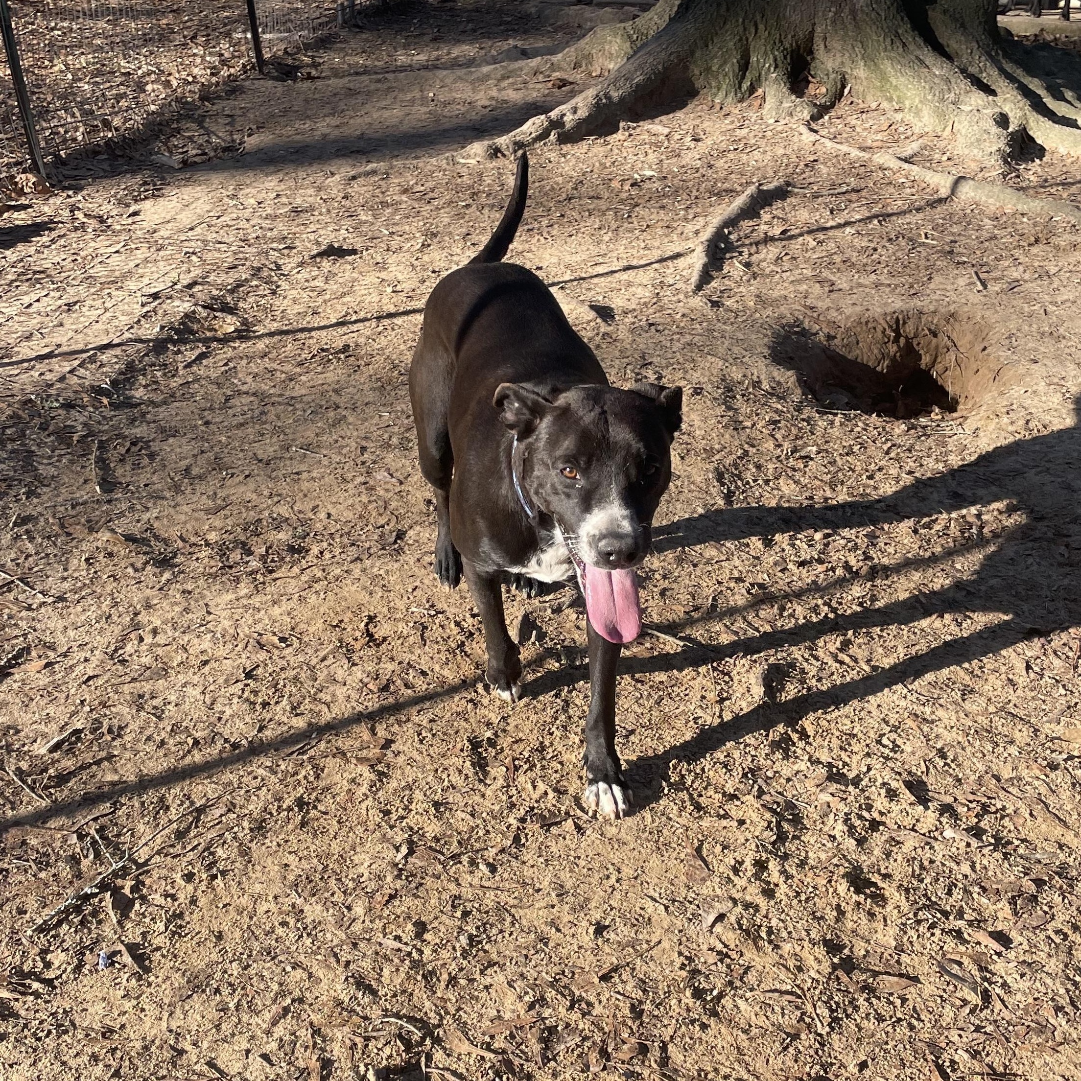 Enlarge Willard (Willie), a Adoptable mixed breed in Ruston, LA image 2/3