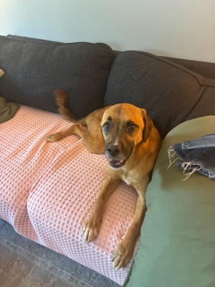 Enlarge Yvette, a Adoptable Mixed Breed in Knoxville, TN image 1/3