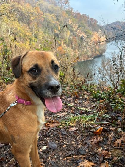 Enlarge Yvette, a Adoptable Mixed Breed in Knoxville, TN image 2/3