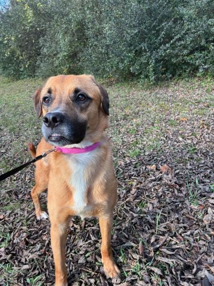 Enlarge Yvette, a Adoptable Mixed Breed in Knoxville, TN image 3/3