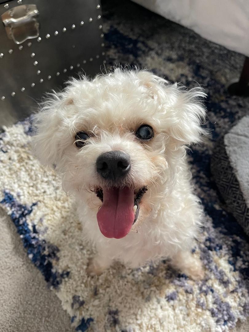 Enlarge Marsh, a ADOPTABLE mixed breed in Wadsworth, OH image 1/2