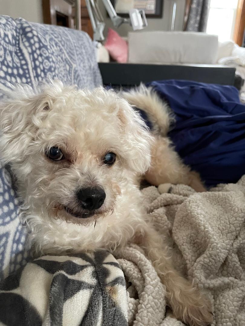 Enlarge Marsh, a ADOPTABLE mixed breed in Wadsworth, OH image 2/2