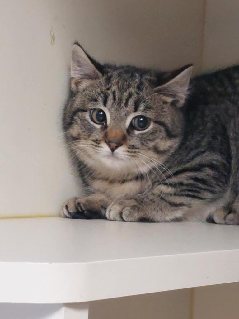 Enlarge Sassy, a Adoptable mixed breed in LIberty, NY image 2/2