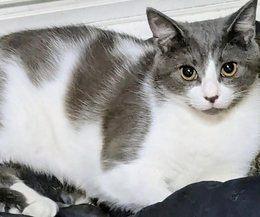 Tabasco, Adoptable, Kitten Male Domestic Short Hair.