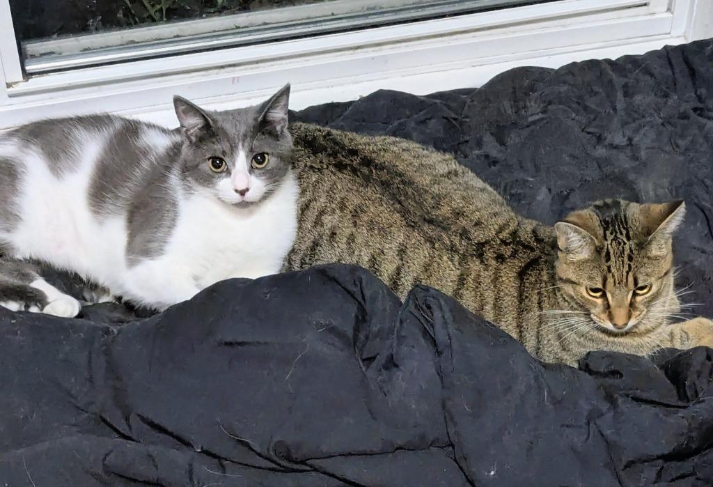 Enlarge Tabasco, a Adoptable Domestic Short Hair in Arthur, ON image 2/4